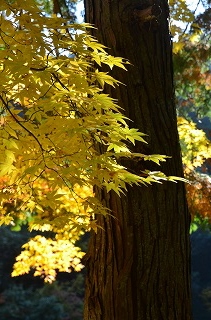 奥河内　地蔵寺の紅葉　’14①_c0229483_19123148.jpg