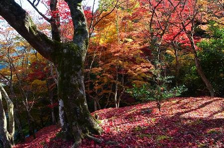 奥河内　地蔵寺の紅葉　’14①_c0229483_19133792.jpg