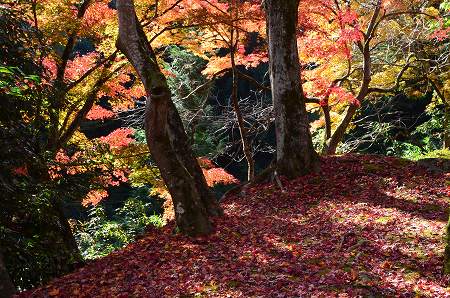 奥河内　地蔵寺の紅葉　’14①_c0229483_2156312.jpg