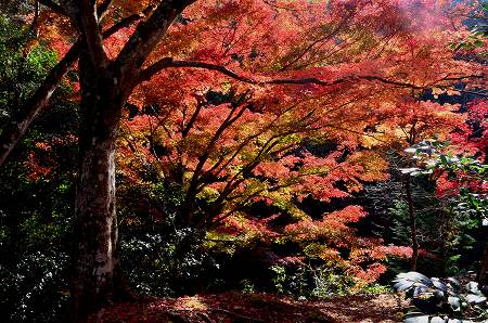 奥河内　地蔵寺の紅葉　’14①_c0229483_21585064.jpg