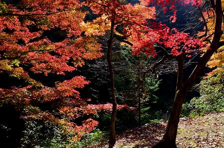 奥河内　地蔵寺の紅葉　’14①_c0229483_21594457.jpg