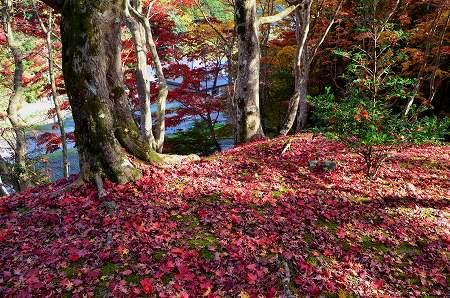 奥河内　地蔵寺の紅葉　’14①_c0229483_2202985.jpg