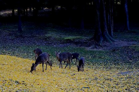 奥河内　地蔵寺の紅葉　’14①_c0229483_2322292.jpg