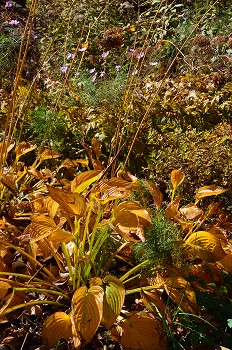 晩秋の萌木の村 11月3日_c0124100_2314071.jpg