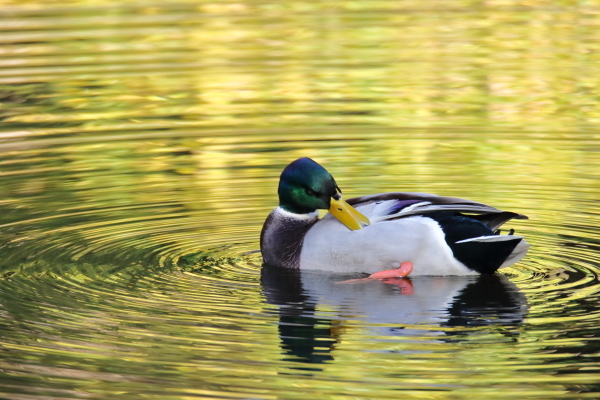 写真日記・初めてのシメとハシブト君・明治神宮・2014.12.7_c0336400_22595879.jpg