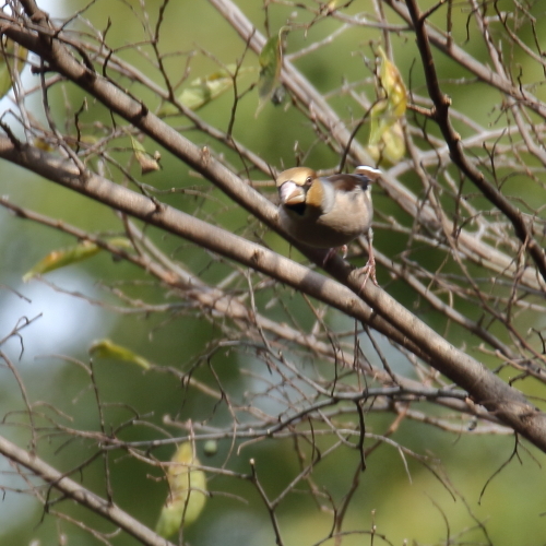 写真日記・初めてのシメとハシブト君・明治神宮・2014.12.7_c0336400_23124152.jpg