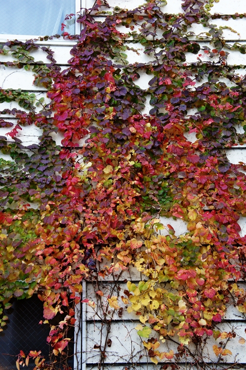 楓蔦黄 もみじ つた きばむ Passage 楓蔦黄 もみじ つた きばむ Passage