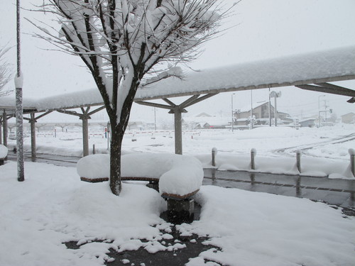 今日は「大雪」、白銀の世界になった朝の散歩　１２月７日・・・３_c0075701_1034946.jpg