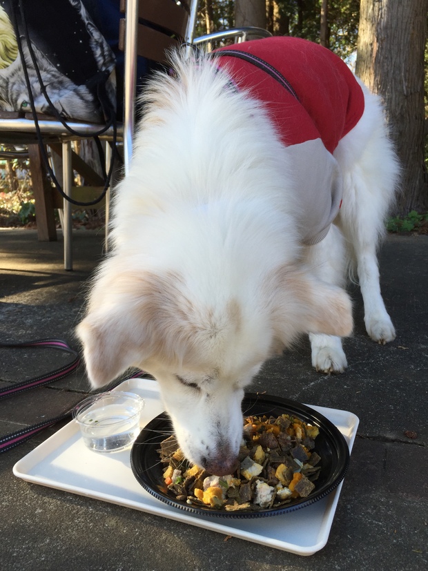 成田ゆめ牧場 ドッグカフェ Islay And Pals アイラと素敵な仲間達blog Islay The Mutt 成田ゆめ牧場 ドッグカフェ Islay And Pals アイラと素敵な仲間達blog Islay The Mutt