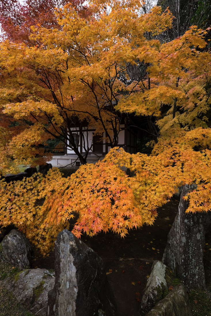 黄葉・善能寺_b0221605_2053895.jpg