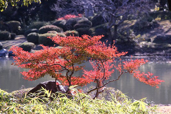 六義園の紅葉と、シャコバサボテン_e0255509_20391928.jpg