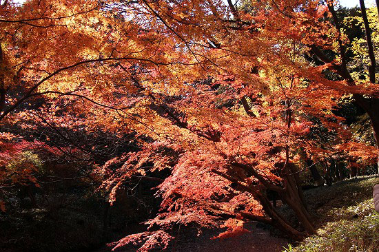 六義園の紅葉と、シャコバサボテン_e0255509_20414970.jpg