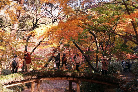 六義園の紅葉と、シャコバサボテン_e0255509_20421932.jpg