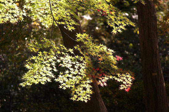 六義園の紅葉と、シャコバサボテン_e0255509_2046228.jpg