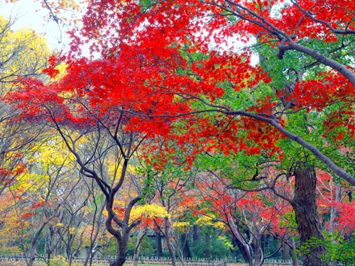 神代植物公園の紅葉　（１２月４日）_a0023315_7541718.jpg