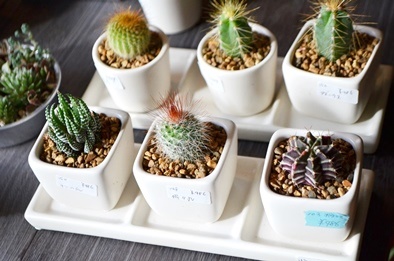 はじまりましたと植物ワークショップのご報告_d0263815_19293431.jpg