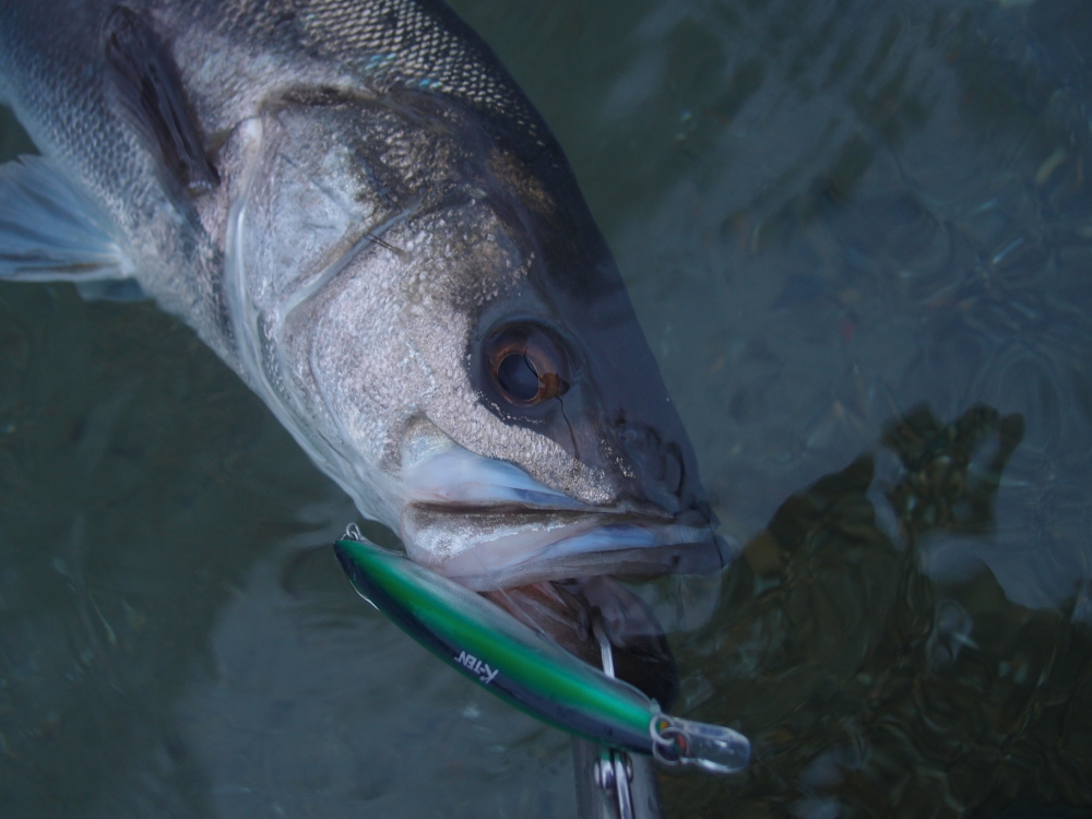 早川さんの伊良湖シ―バス釣行2014.11.15~30._a0153216_17501886.jpg