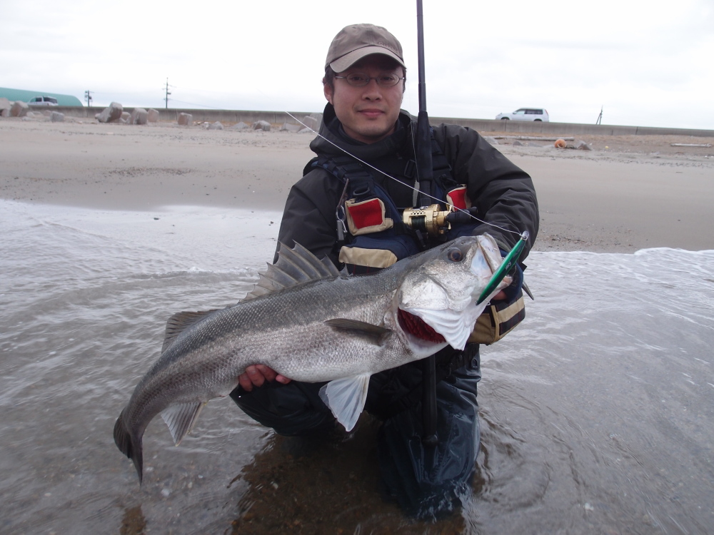 早川さんの伊良湖シ―バス釣行2014.11.15~30._a0153216_17503557.jpg