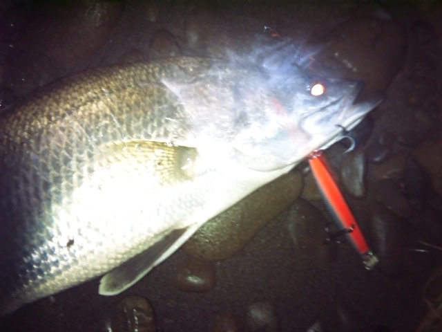 早川さんの伊良湖シ―バス釣行2014.11.15~30._a0153216_18213100.jpg