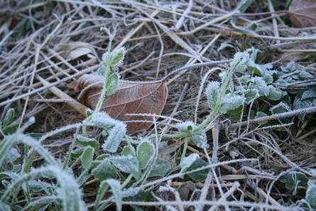 大雪（２０１４年１２月7日）_a0216817_2143828.jpg