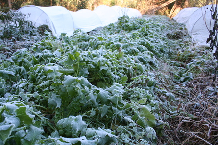 大雪（２０１４年１２月7日）_a0216817_21484777.jpg