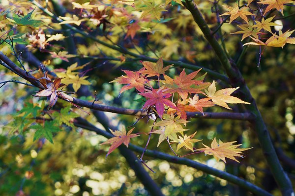 紅葉から＾＾黄葉に♪～_e0244024_11293461.jpg