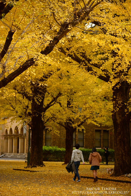 東京大学の銀杏_c0250634_1717106.jpg