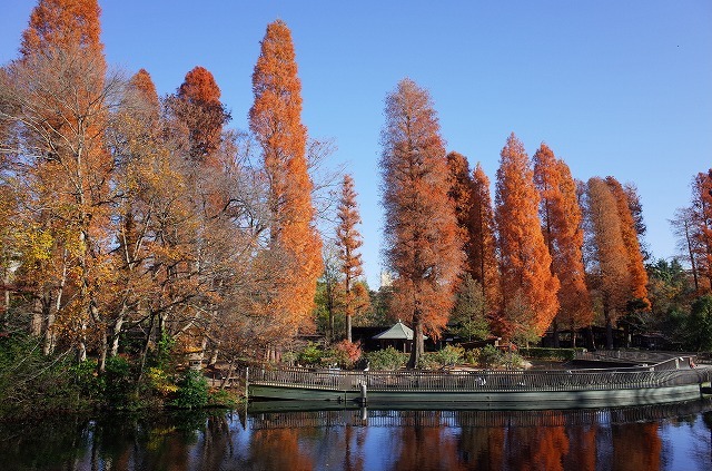 RICOH GR 描写モードをVividにして吉祥寺・井の頭公園の紅葉を撮る #吉祥寺 #RICOH #GR_a0009142_20353836.jpg