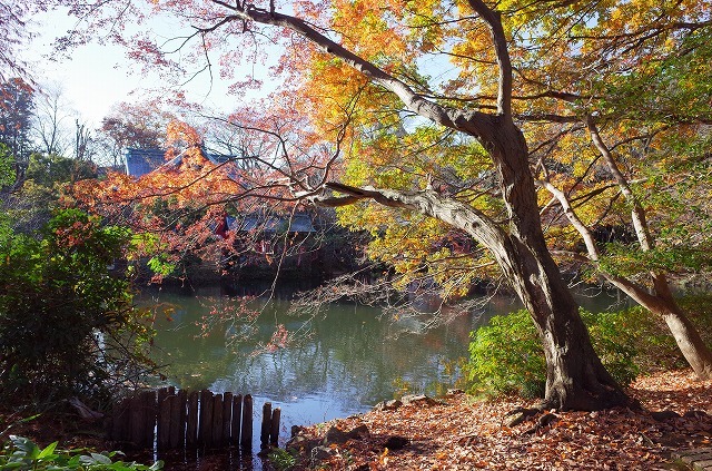 RICOH GR 描写モードをVividにして吉祥寺・井の頭公園の紅葉を撮る #吉祥寺 #RICOH #GR_a0009142_20355846.jpg