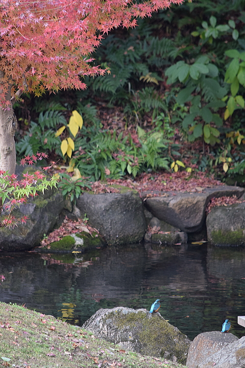 野鳥な週末_c0339546_1934782.jpg