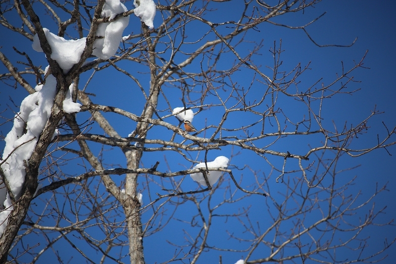 12月7日　大沼の雪景色を　２_b0250154_22104631.jpg