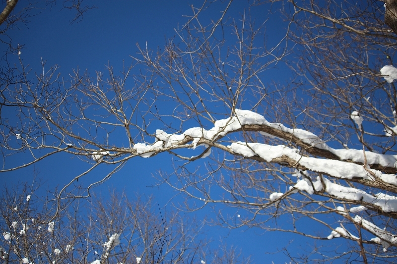 12月7日　大沼の雪景色を　２_b0250154_22114436.jpg