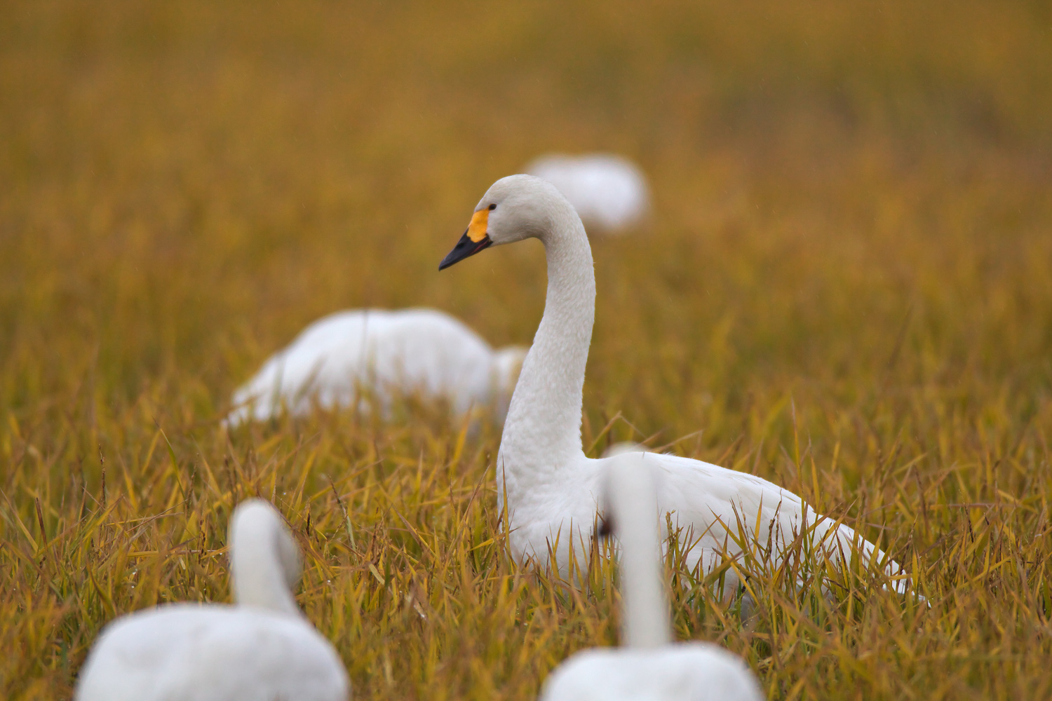 コハクチョウ（Tundra swan）_d0013455_14131788.jpg