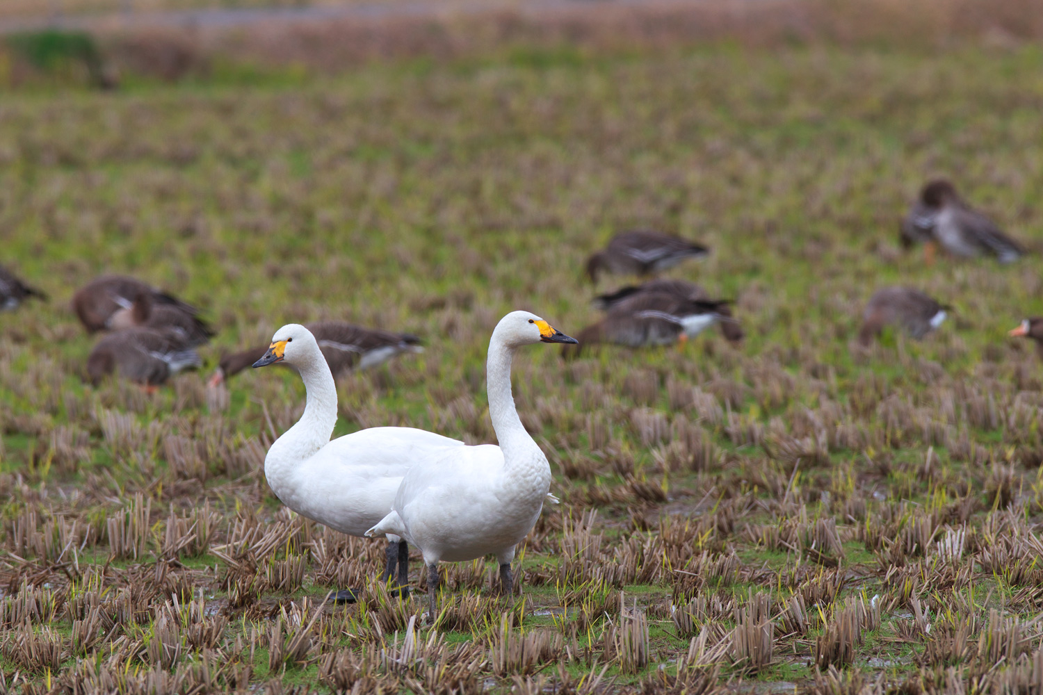 コハクチョウ(Tundra swan)_d0013455_1414885.jpg