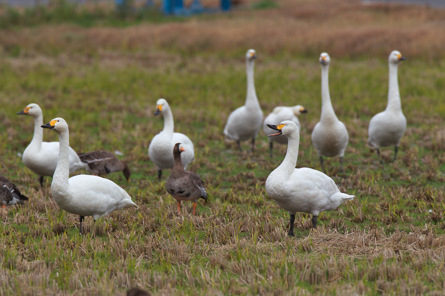 コハクチョウ（Tundra swan）_d0013455_1473646.jpg