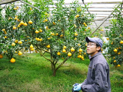 デコポン(肥後ポン) さぁ!温度管理で最後の仕上げ!!甘さを閉じ込めていきます!_a0254656_18153190.jpg