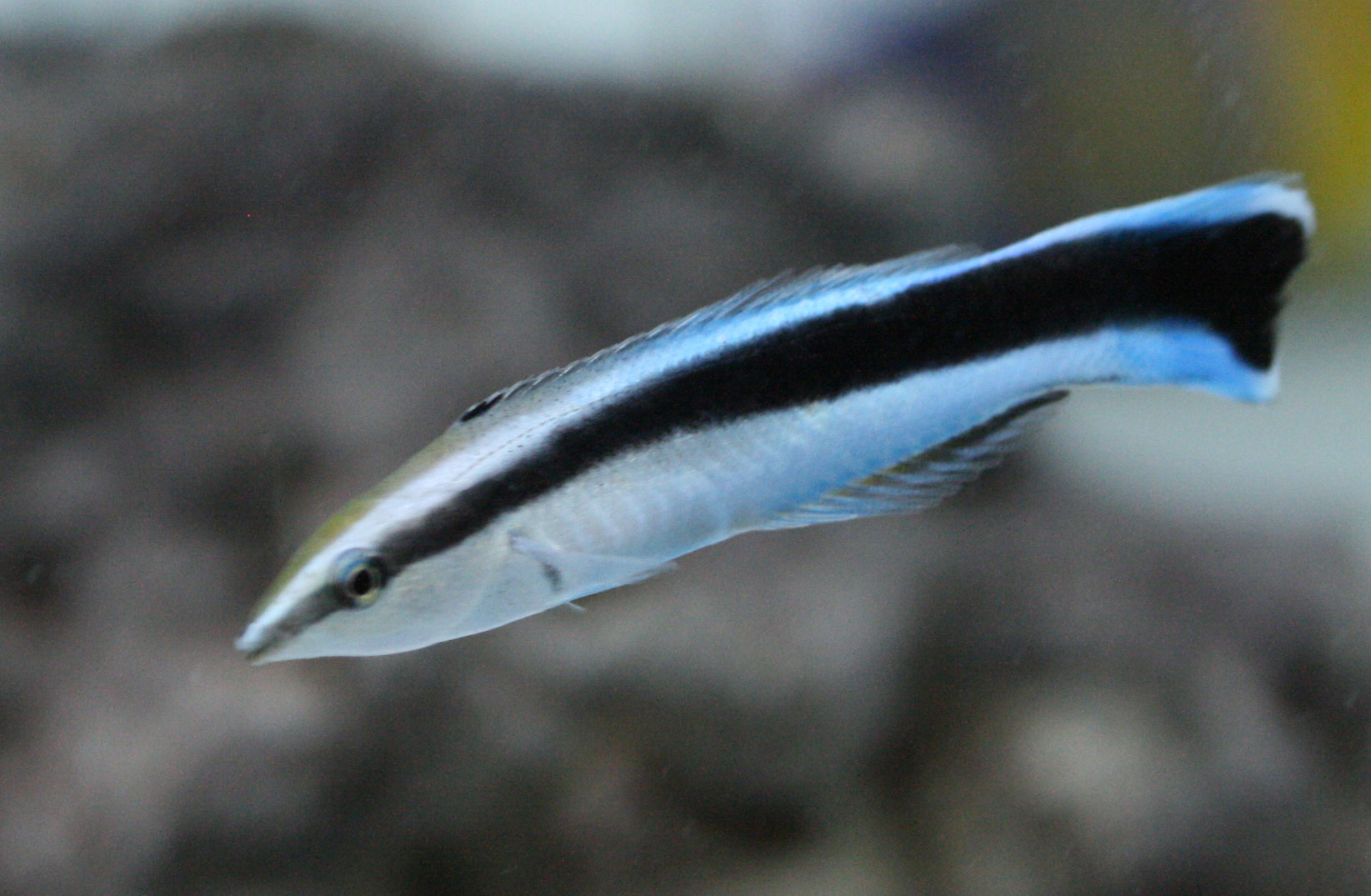 パチモン つかまされた ビーボックスアクアリウム 海水魚 サンゴ情報 パチモン つかまされた ビーボックスアクアリウム 海水魚 サンゴ情報