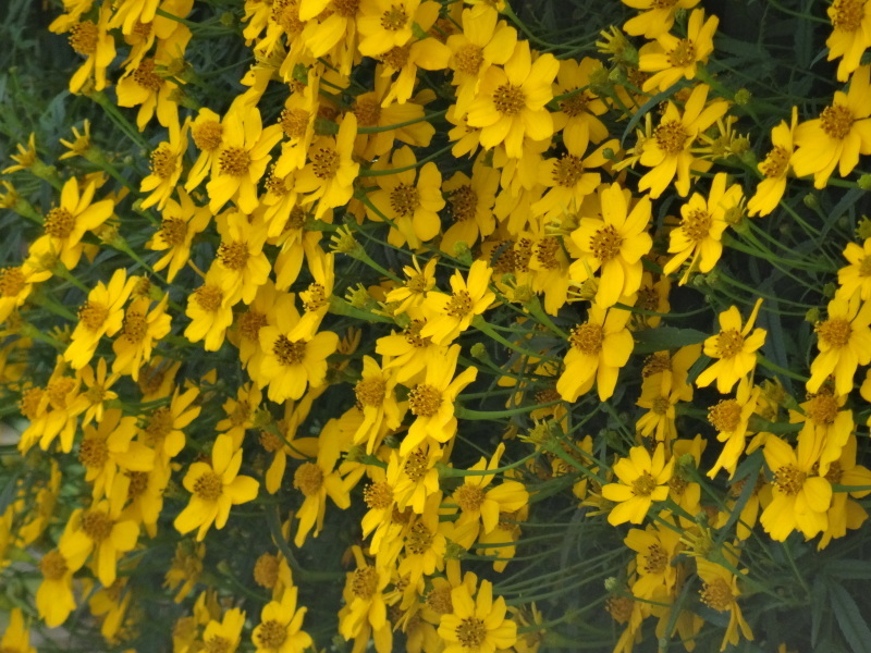 c0108460_17273782.jpg