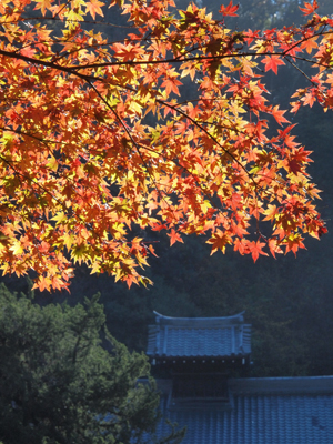 鎌倉（円覚寺・建長寺）の秋を楽しみました。_b0112263_12235414.jpg