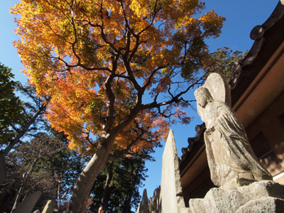 鎌倉（円覚寺・建長寺）の秋を楽しみました。_b0112263_12305157.jpg