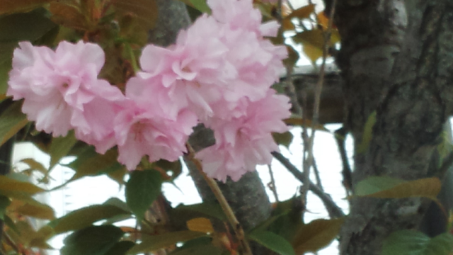 松阪城の桜_a0093566_19471589.png