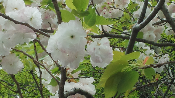 松阪城の桜_a0093566_19481560.png