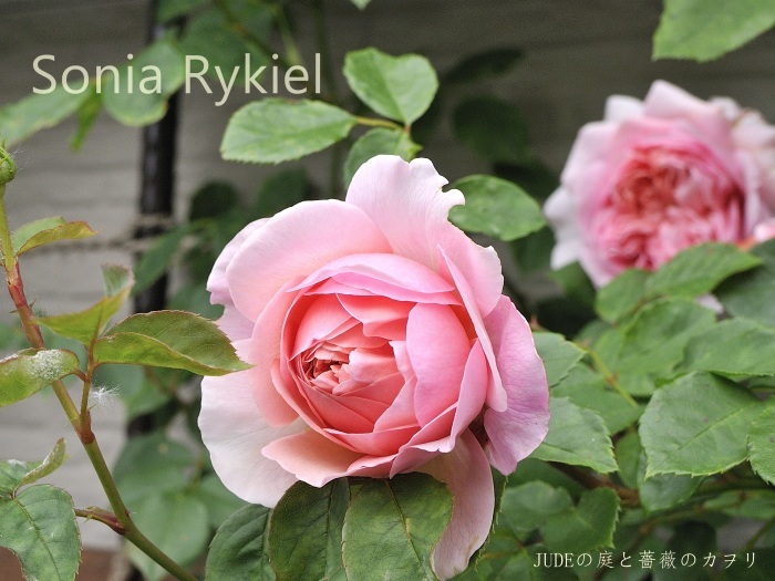 Sonia Rykiel 14 ｿﾆｱ ﾘｷｴﾙ ｊｕｄｅの庭と薔薇のカヲリ