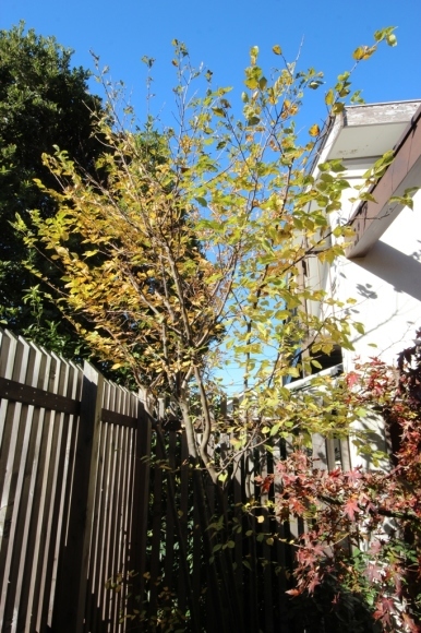 紅葉の庭で_c0310571_08264000.jpg