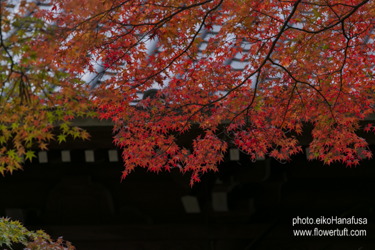 京都紅葉お散歩フォト♪_c0137872_2162060.jpg