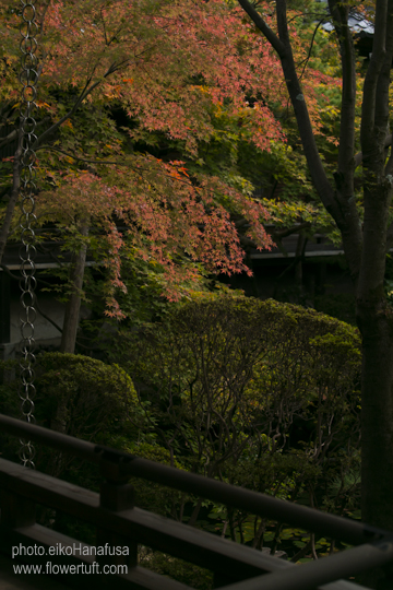 京都紅葉お散歩フォト♪_c0137872_2333962.jpg