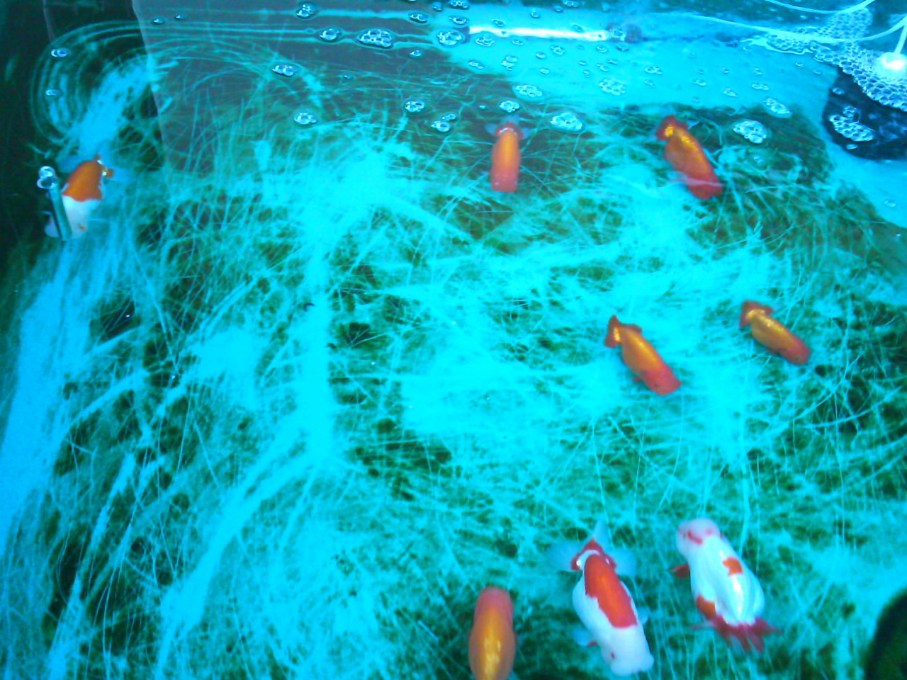 冬眠中の魚達は 金魚一番 らんちゅう飼育メモ