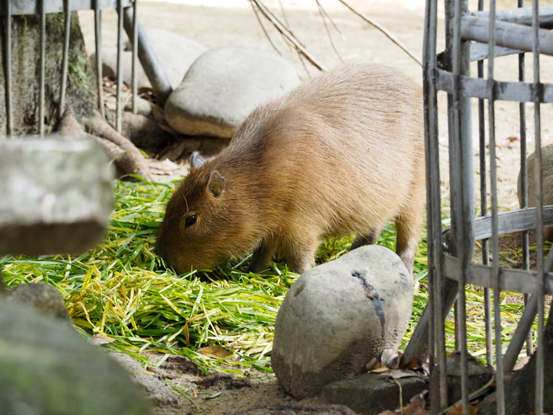 No.211　愛知県　東山動植物園_b0120889_22315838.jpg