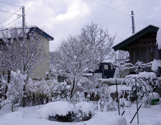 １２月初めの雪の庭、干し柿や雀の水場など_a0136293_16354017.jpg