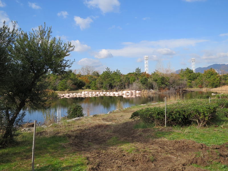 キャットニップ･ツワブキ・芝生広場・野鳥園・ホシハジロ♀・カモメ_d0261298_131242.jpg